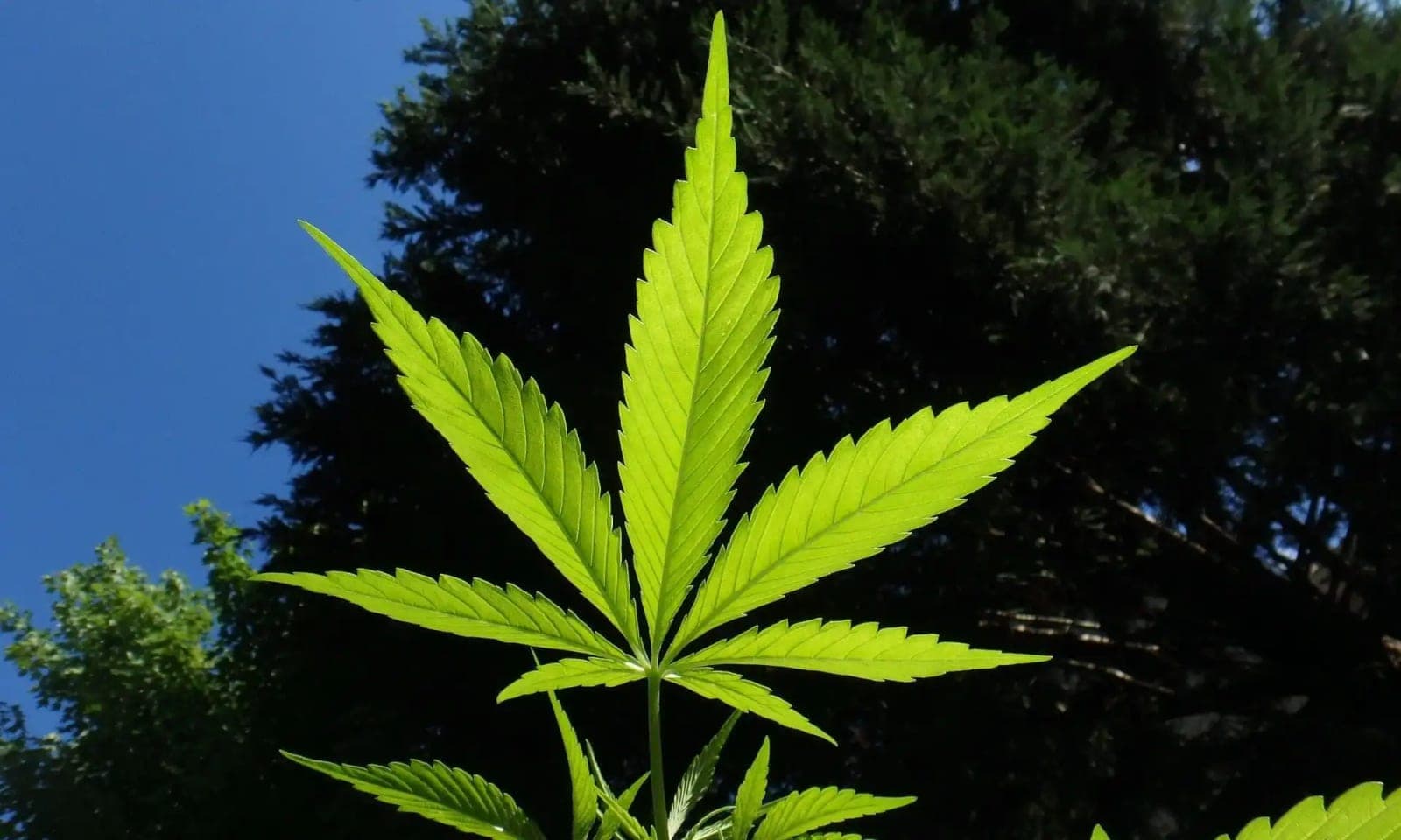 Insurance Companies That Provide Coverage For Marijuana Businesses Would Be Shielded From Federal Punishment Under New Congressional Bill