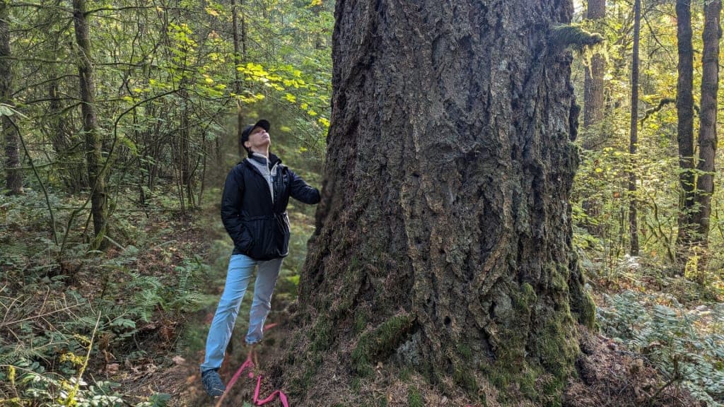 Oregon’s Congressional Dems Seek More Time for Public Input on Logging Plan that Includes Marys Peak