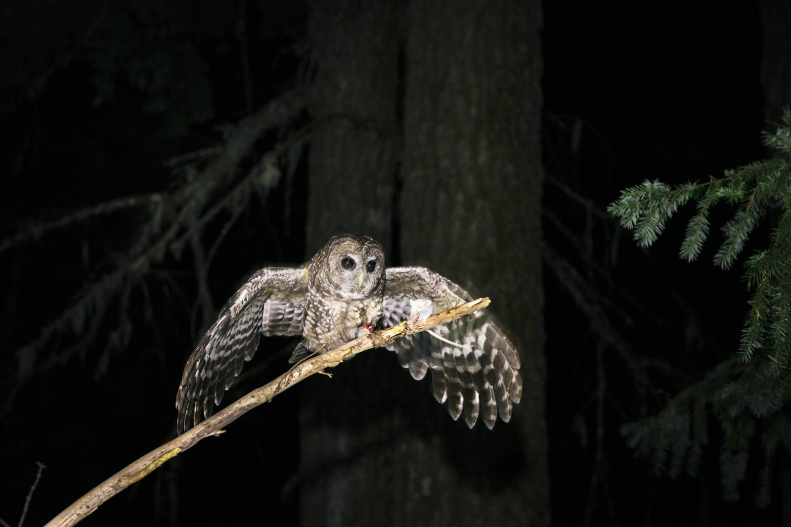 Mike Johnson to Unleash 'Catastrophic' Attack on Endangered Species Act