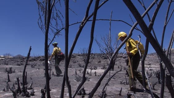The Trump Administration Is Killing The U.S. Forest Service So It Can Also Kill U.S. Forests